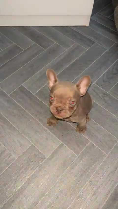French Bulldog dogs for sale: Beautiful french bulldog puppy  - Video 2