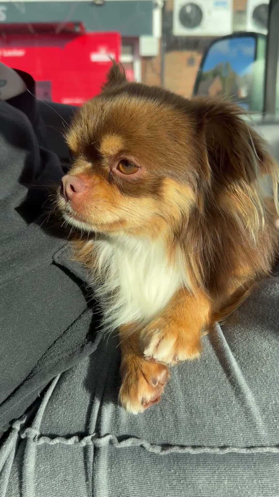 Chihuahua dogs for stud: MILO chocolate and tan longhair  - Video 1