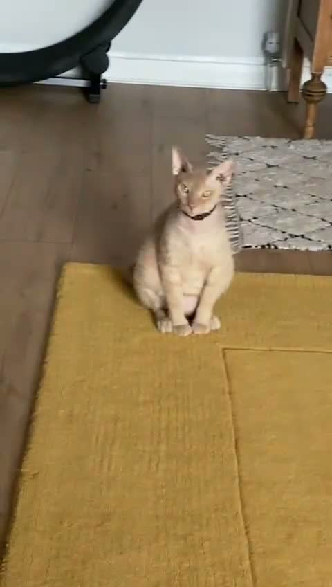 Mixed Breed cats for sale: Rehome Our Charming 5-Year-Old Sphynx in Seaham - Video 1