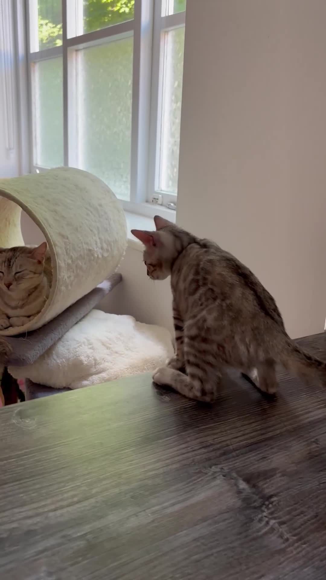 Bengal cats for sale: Unique Bengal Kittens  - Video 1