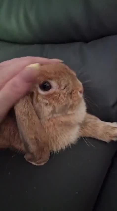 Mini Lop rabbits for sale: Mini lop lady seeks husbun to love - Video 1