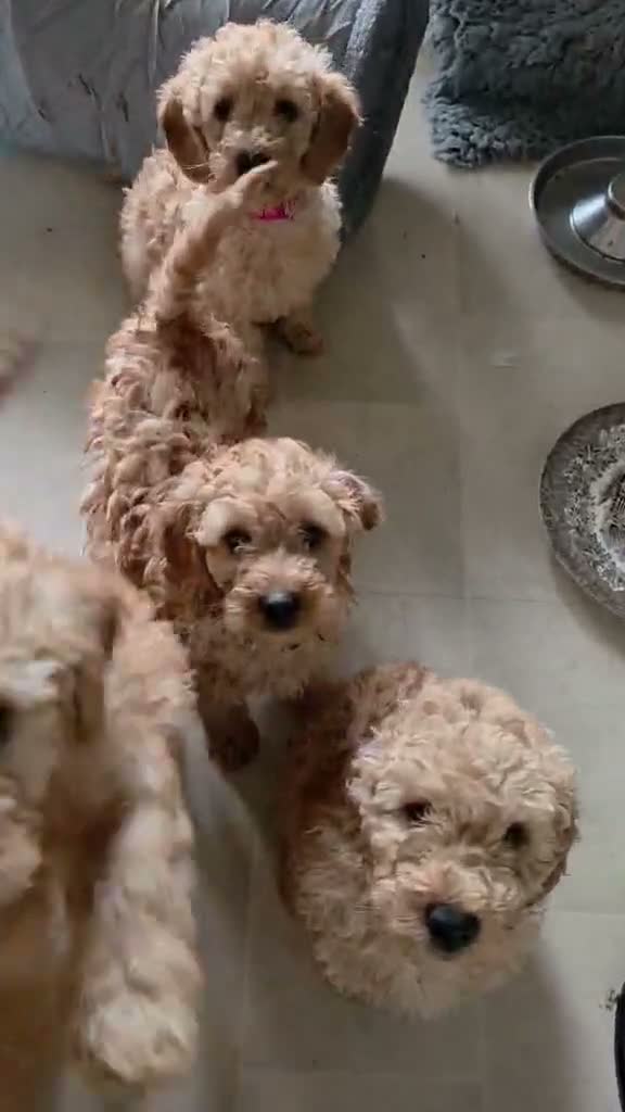 Mini Goldendoodle dogs for sale: Adorable Goldendoodles Looking for a Loving Family - Video 1