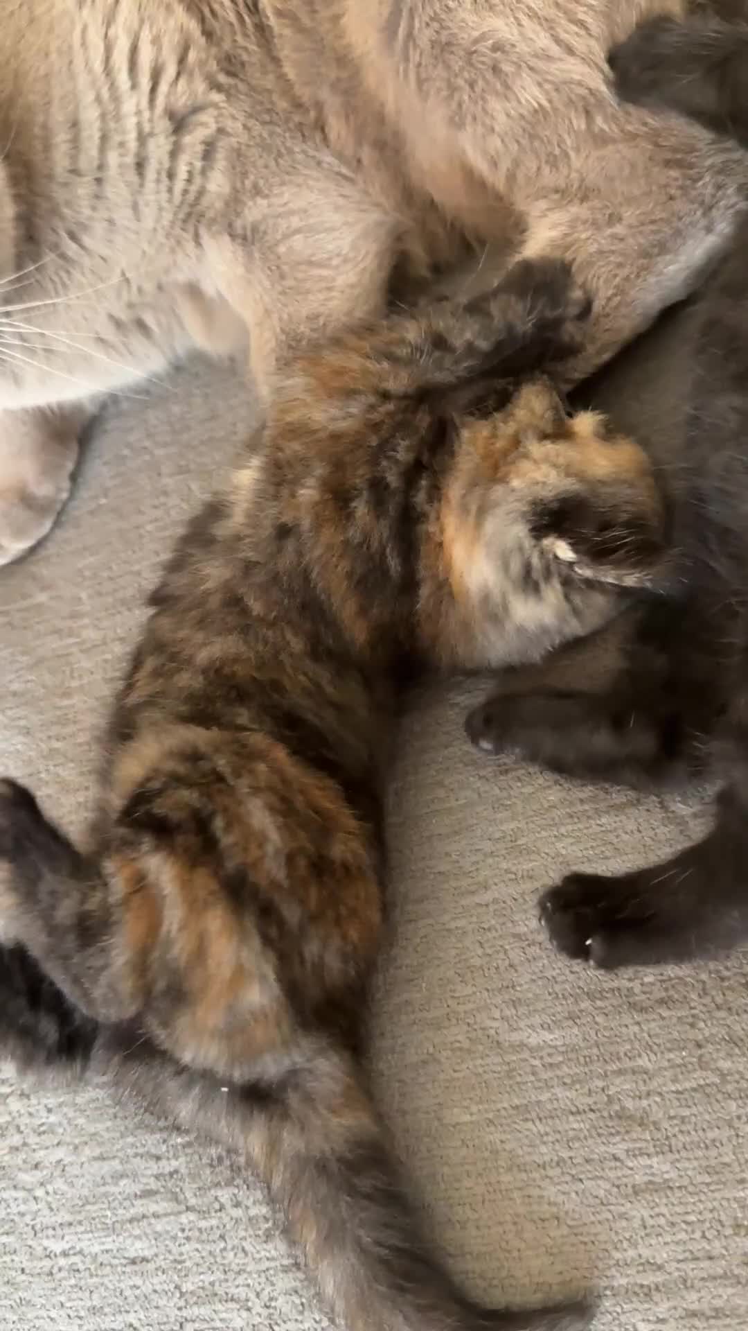 Mixed Breed cats for sale: 3 beautiful kittens  - Video 1
