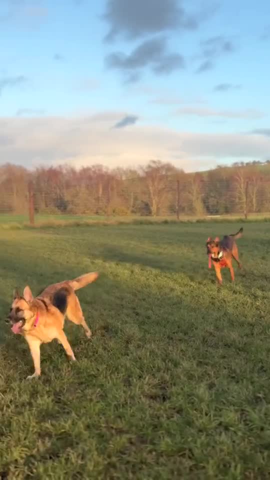 Mixed Breed dogs for sale: Jasper german shepherd cross - Video 4