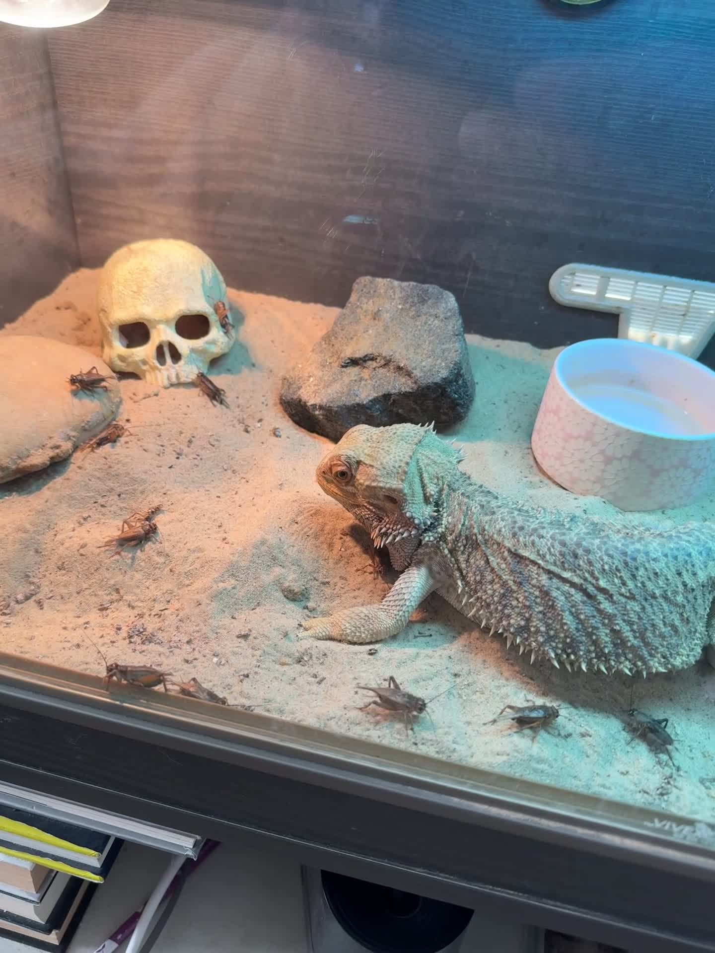 Bearded Dragon reptiles for sale: Bearded dragon with tank & all equipment  - Video 1