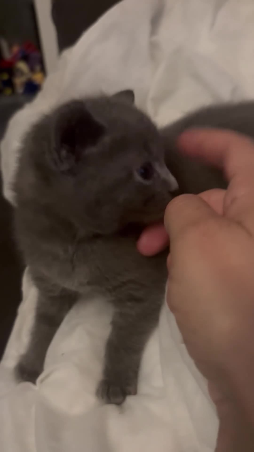 Mixed Breed cats for sale: 4 perfect little kittens - Video 2