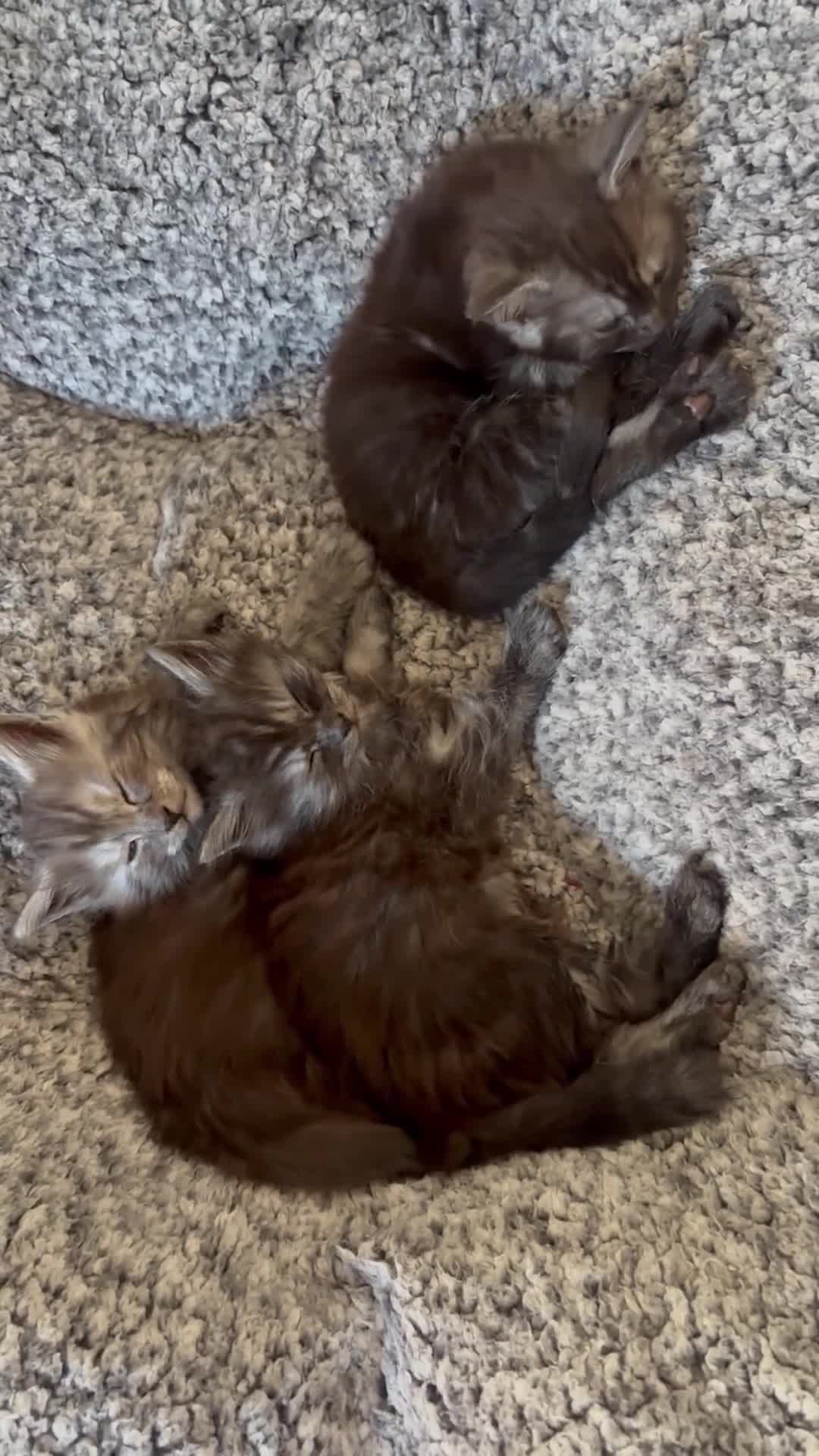 Maine Coon cats for sale: 🐾 Russian Maine Coon Kittens – TICA Registered 🐾 - Video 2