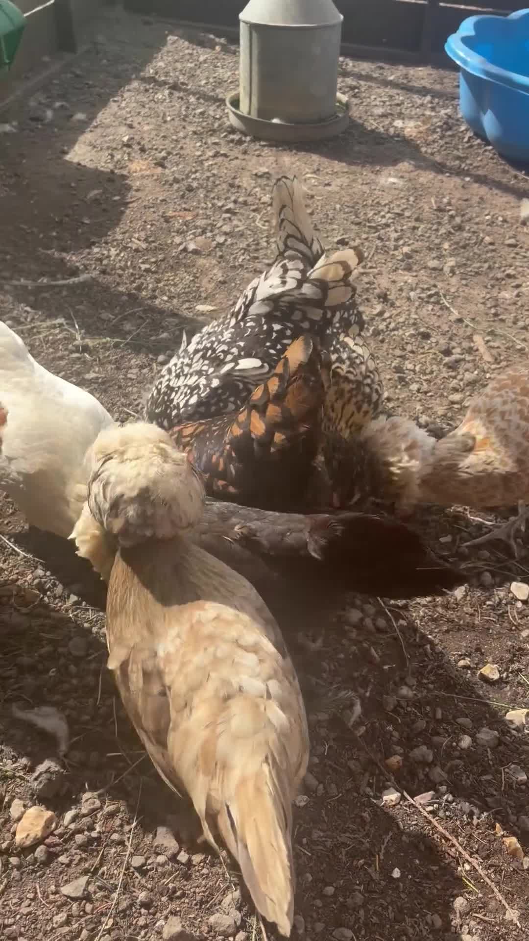 Mixed Breed birds for sale: Mixed of chickens  - Video 2