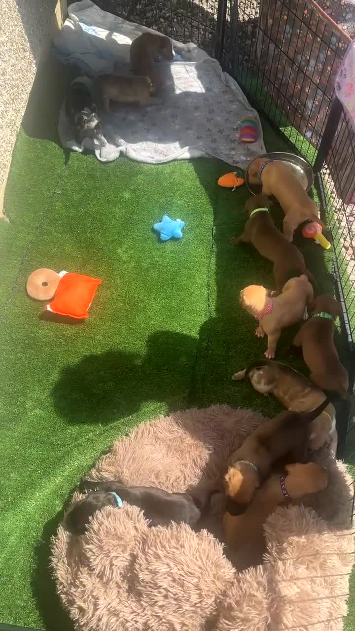 Mixed Breed dogs for sale: North American mastiff X - Video 2