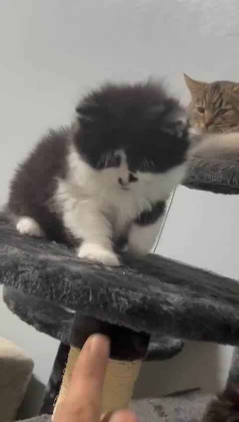 Mixed Breed cats for sale: Cute British Mix Kittens Looking for New Homes - Video 2