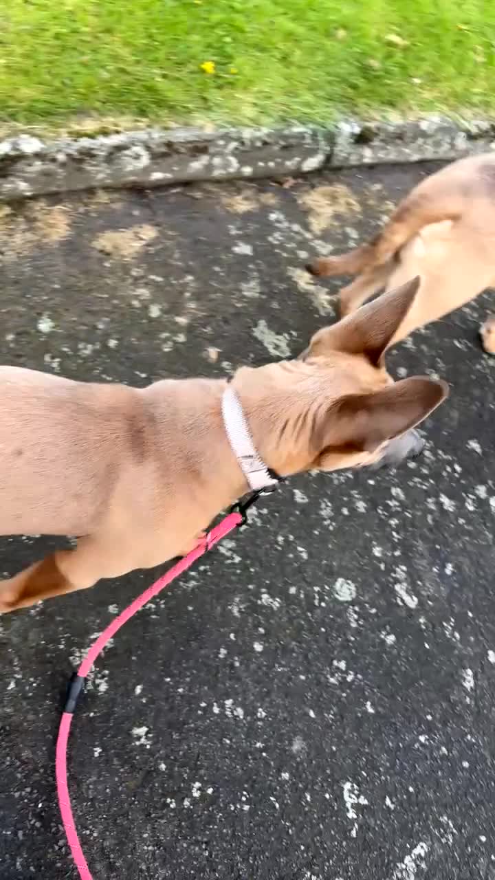 Mixed Breed dogs for sale: Belgium malinois x German Shepard  - Video 1