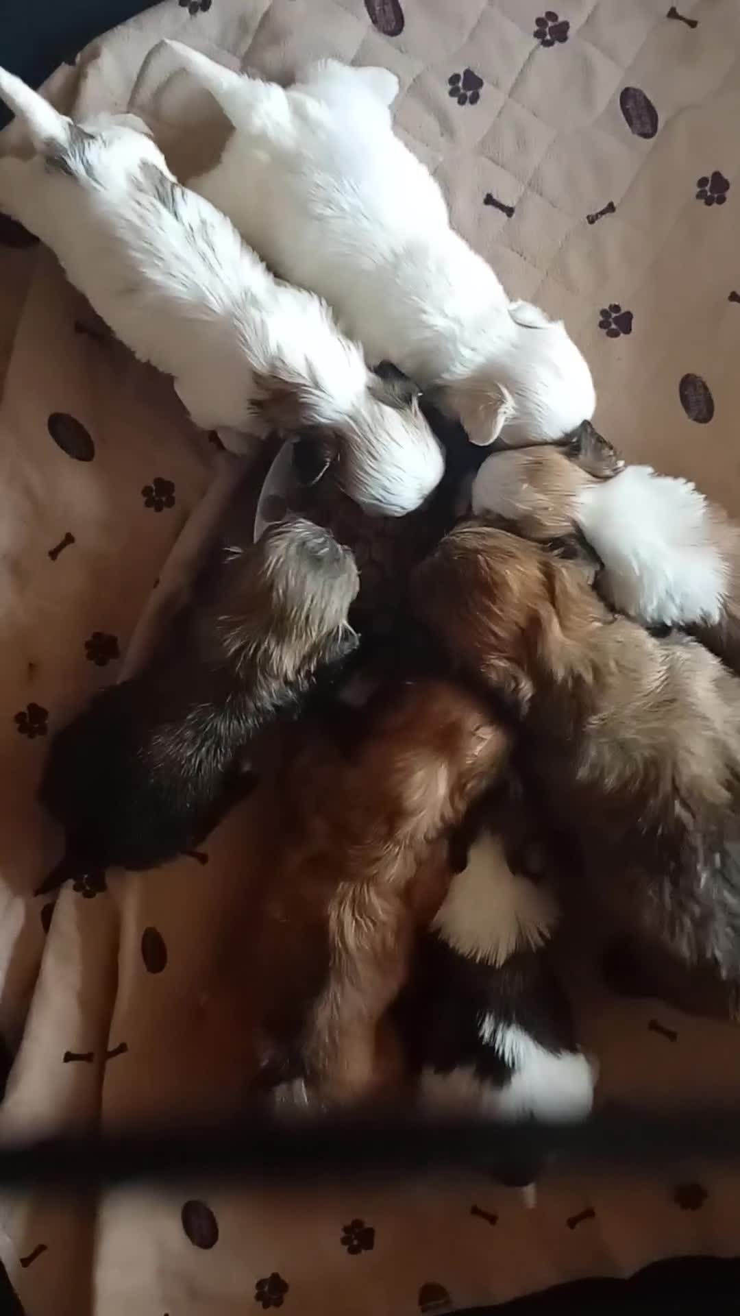 Havanese dogs for sale: Stunning full breed havanese puppies. 6 boys avail - Video 3
