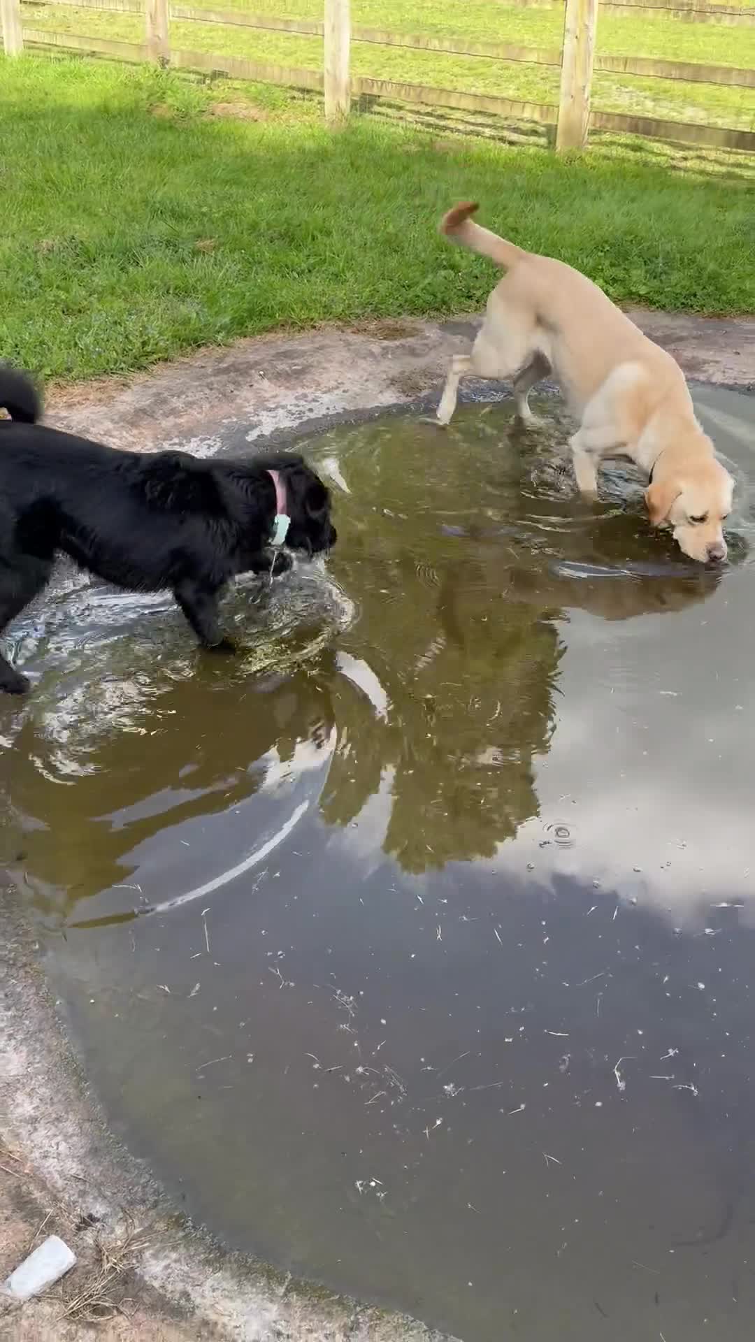 Mixed Breed dogs for adoption: WILF - CEO OF HAPPINESS 😄 - Video 5