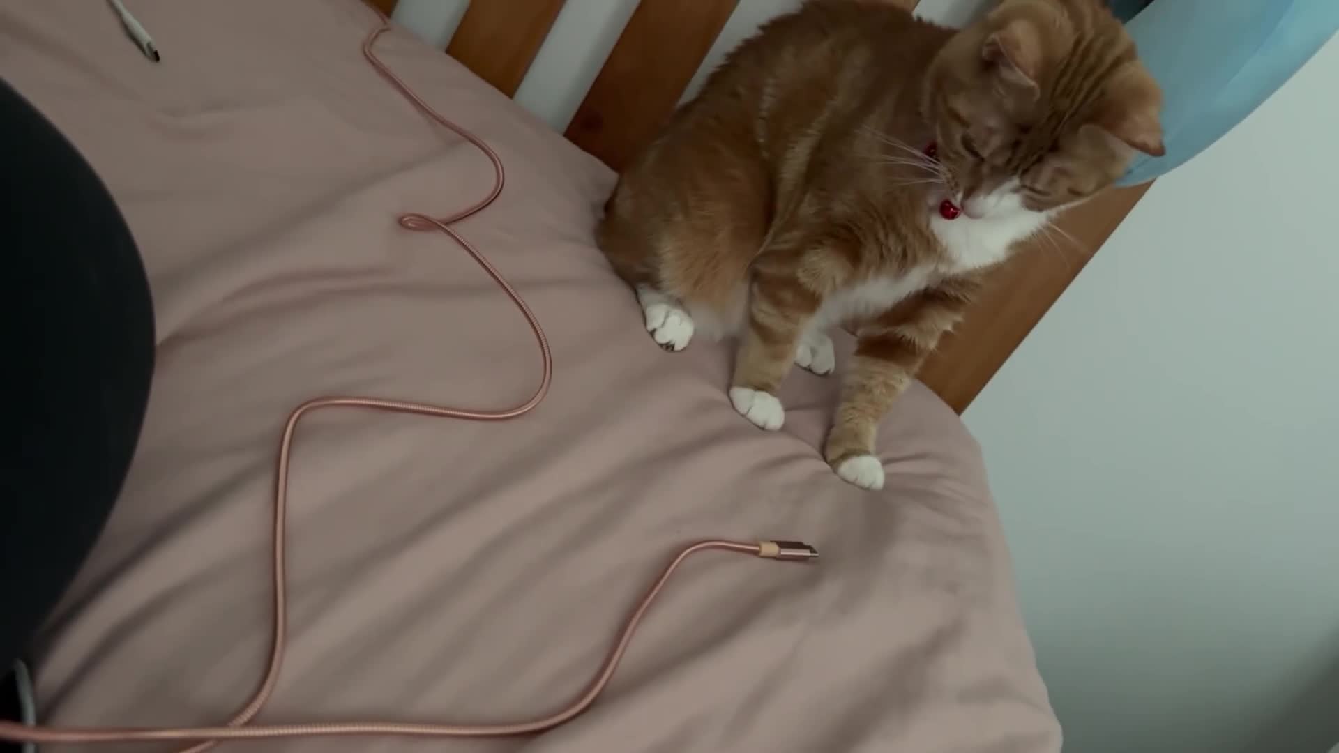 Mixed Breed cats for sale: Marla ginger cat  - Video 2