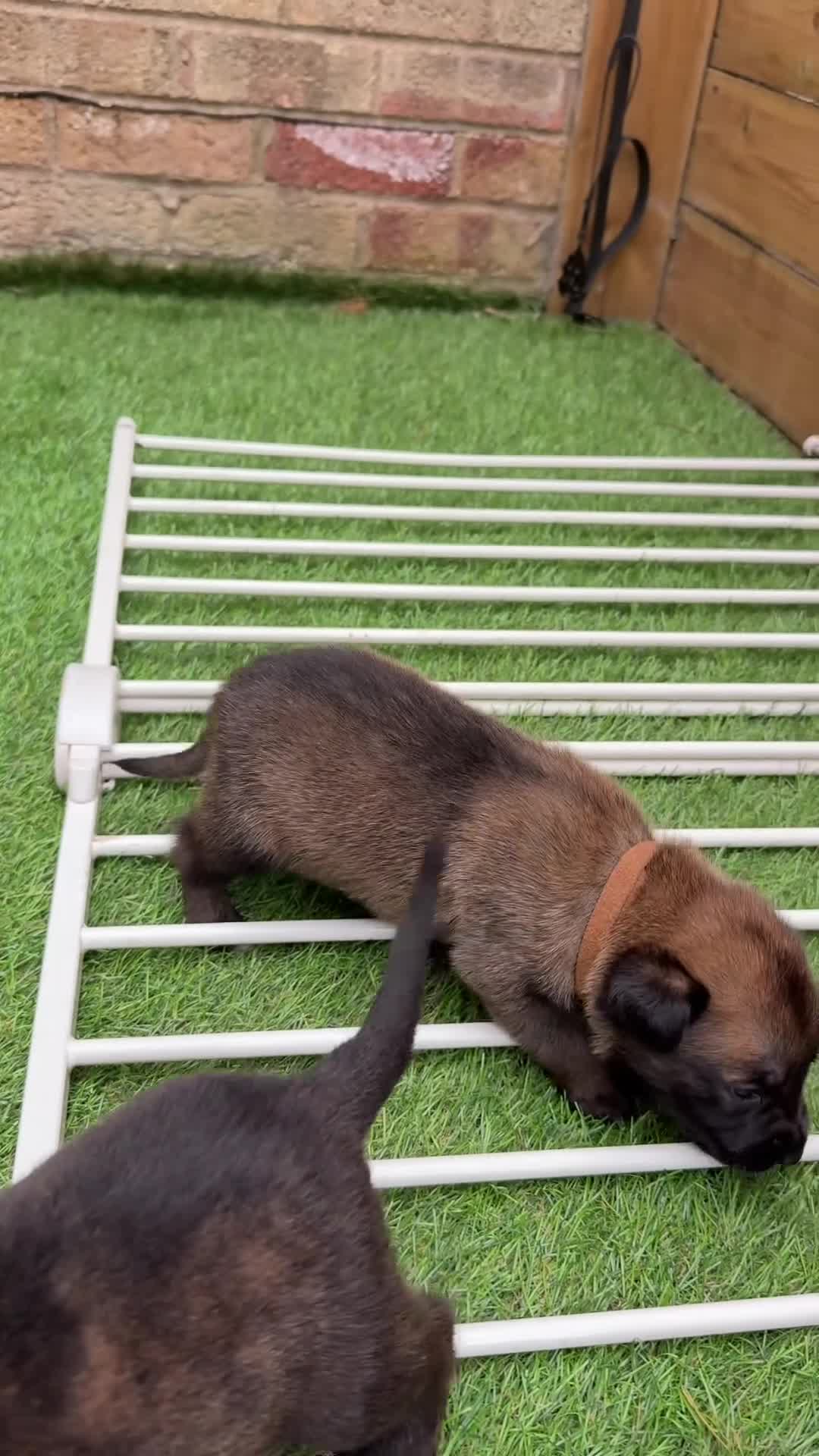 Belgian Shepherd Dog dogs for sale: Belgium Malinois  puppies  - Video 1