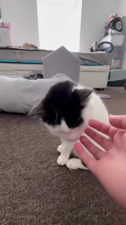 Turkish Van cats for sale: Beautiful oreo needing new home  - Video 3