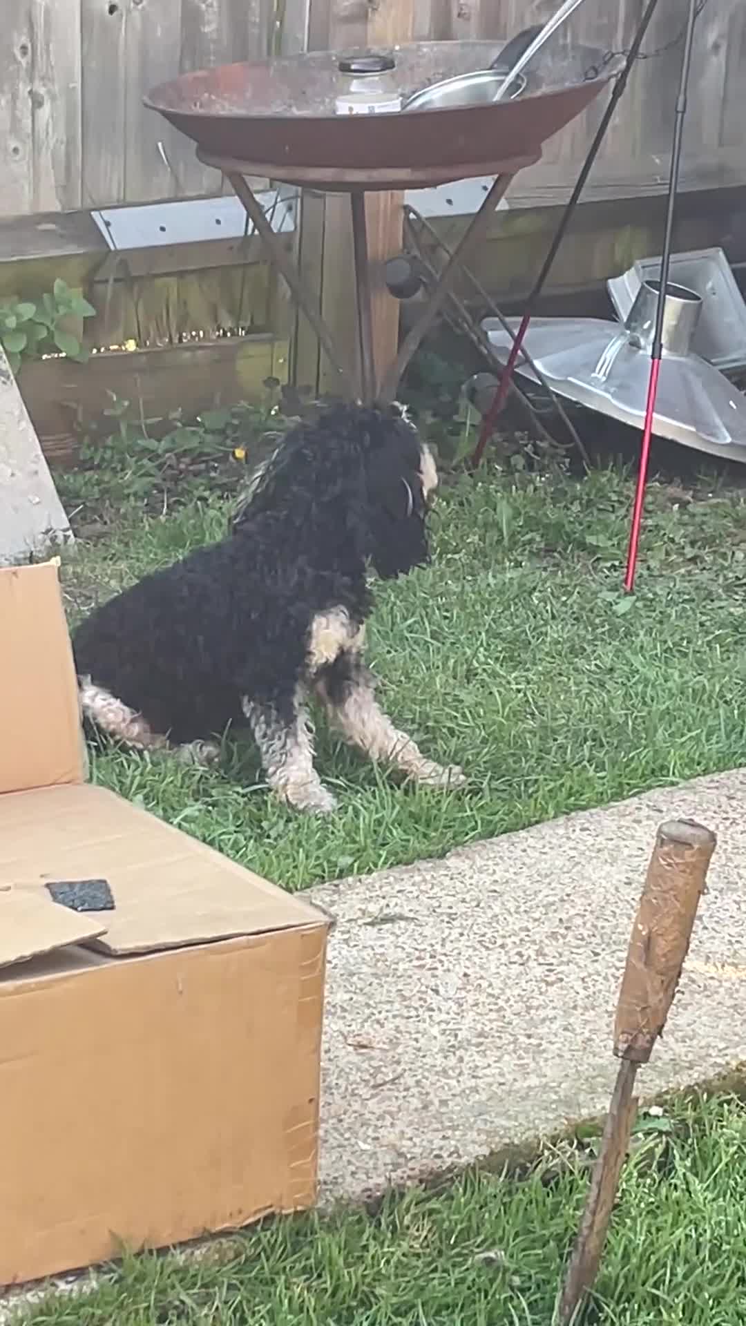 Miniature Poodle dogs for stud: Miniature cavapoo  - Video 2