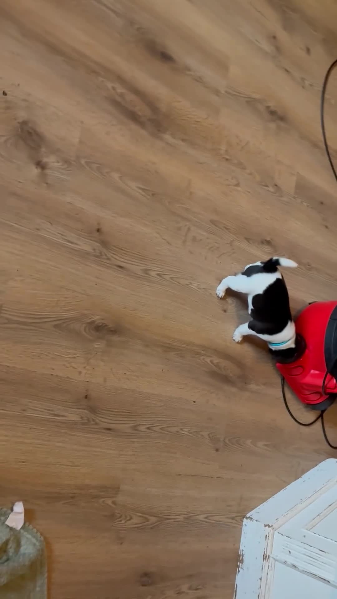 Jug dogs for sale: Jug pups  - Video 3