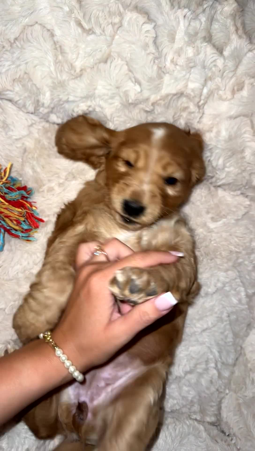 Cocker Spaniel dogs for sale: READY! ONE & ONLY! Adorable Female Cocker Puppy in Cheltenham - Video 2