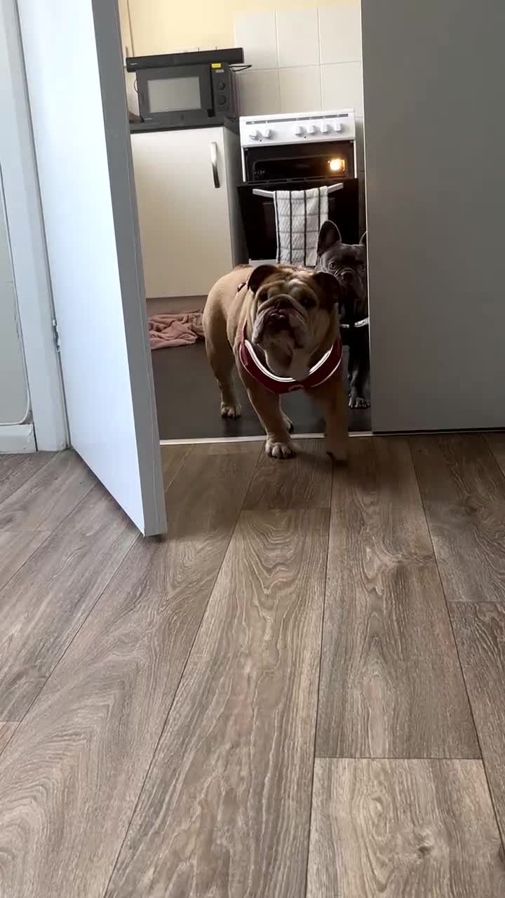 English Bulldog dogs for sale: English bulldog  - Video 1