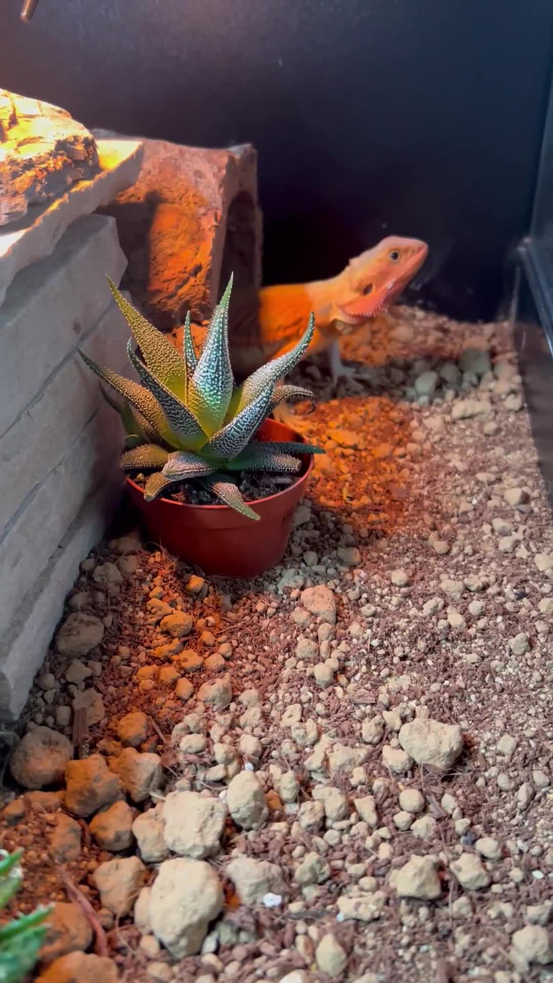 Bearded Dragon reptiles for sale: Leatherback bearded dragon  - Video 1