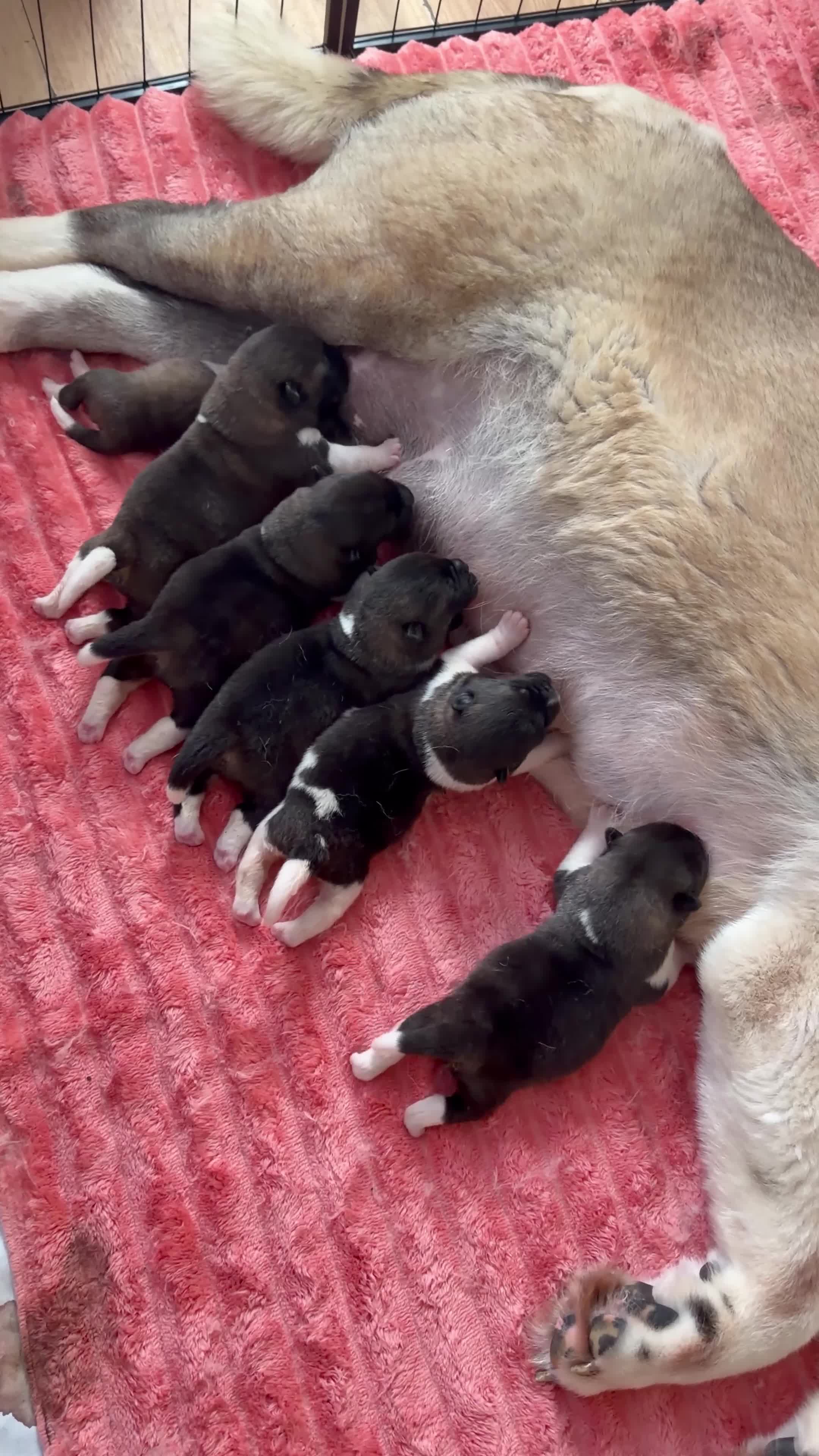 Akita dogs for sale: KC REGISTERED AKITA BEARS.  - Video 1