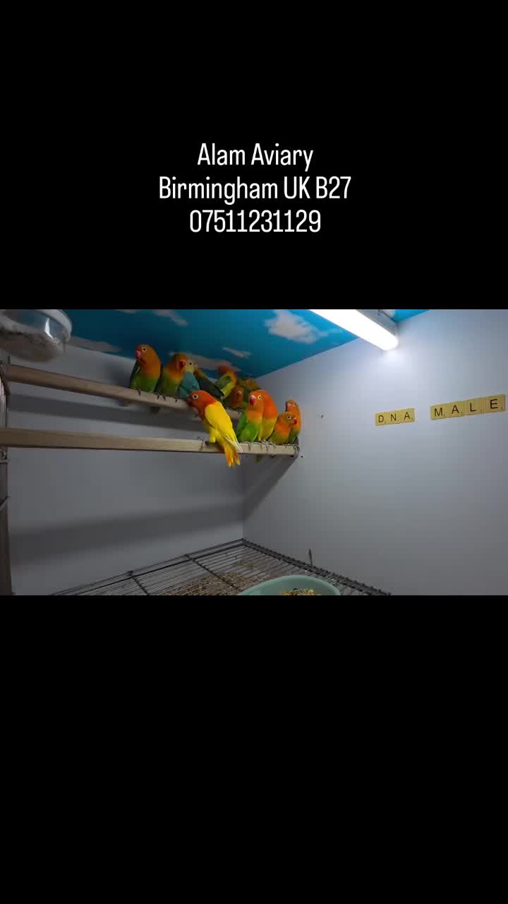 Lovebirds birds for sale: DNA MALE Lovebirds ONLY - Video 1