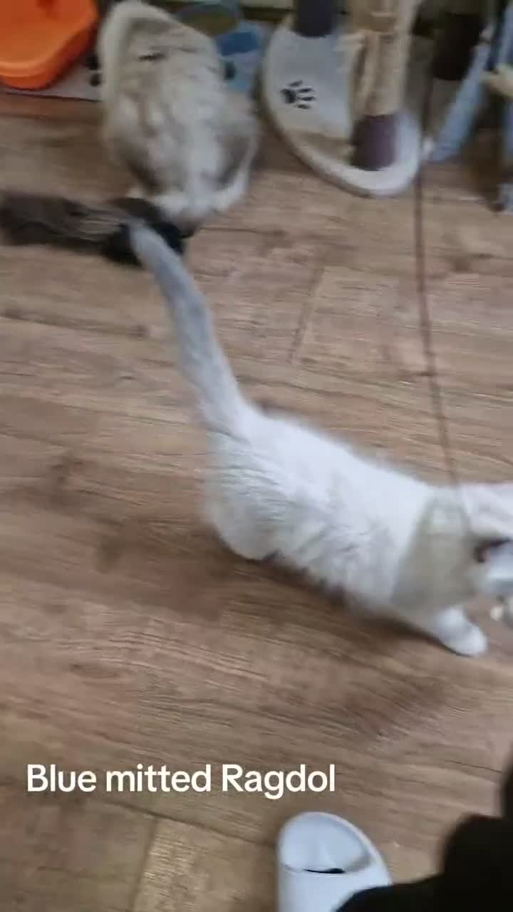Ragdoll cats for sale: 2 males and 1 female Ragdoll kittens  - Video 1