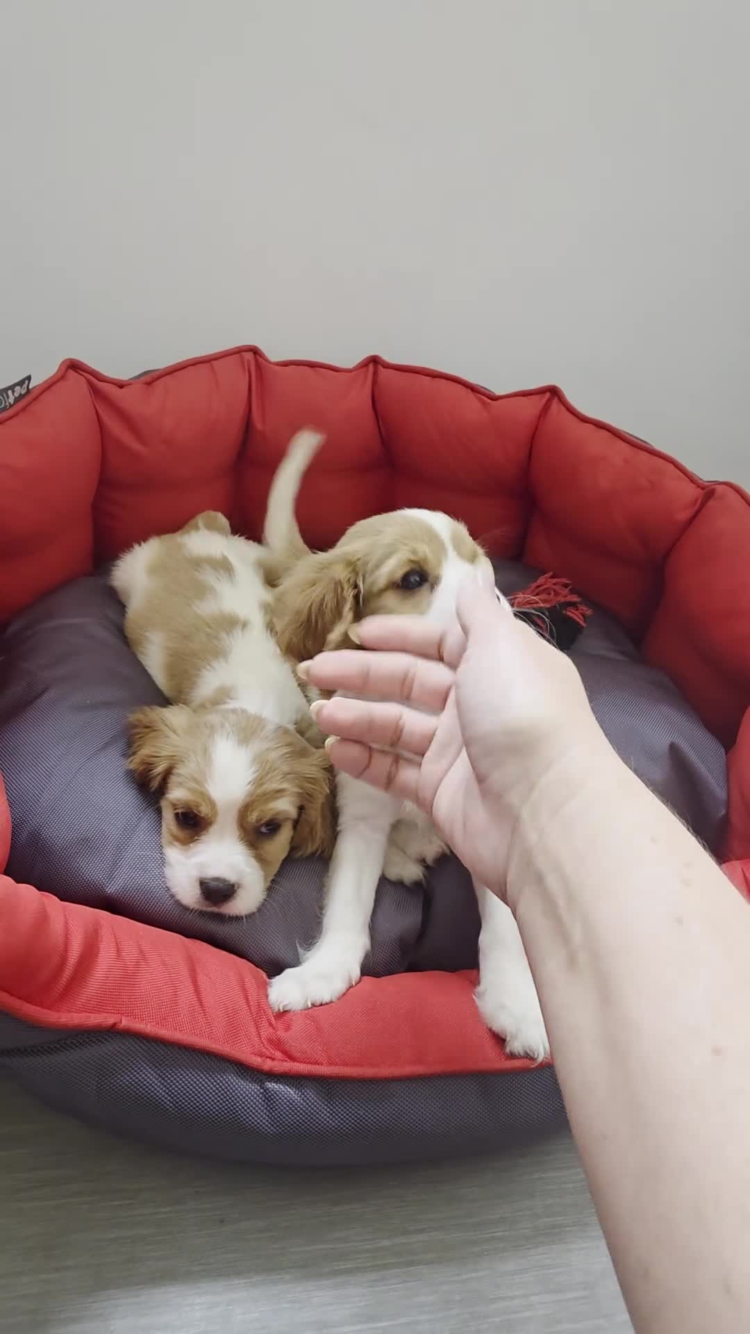 Cavalier King Charles Spaniel dogs for sale: Friendly and playful Cavalier Puppies - Video 2
