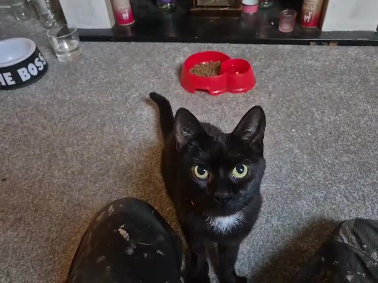Mixed Breed cats for sale: Bonnie girl  - Video 1
