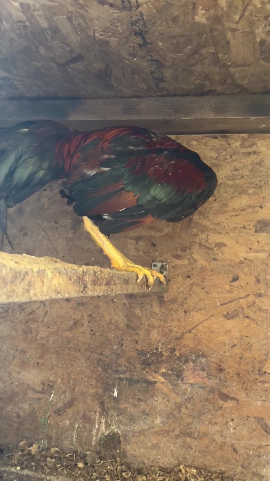 Chickens poultry for sale: Pakistani aseel - Video 2