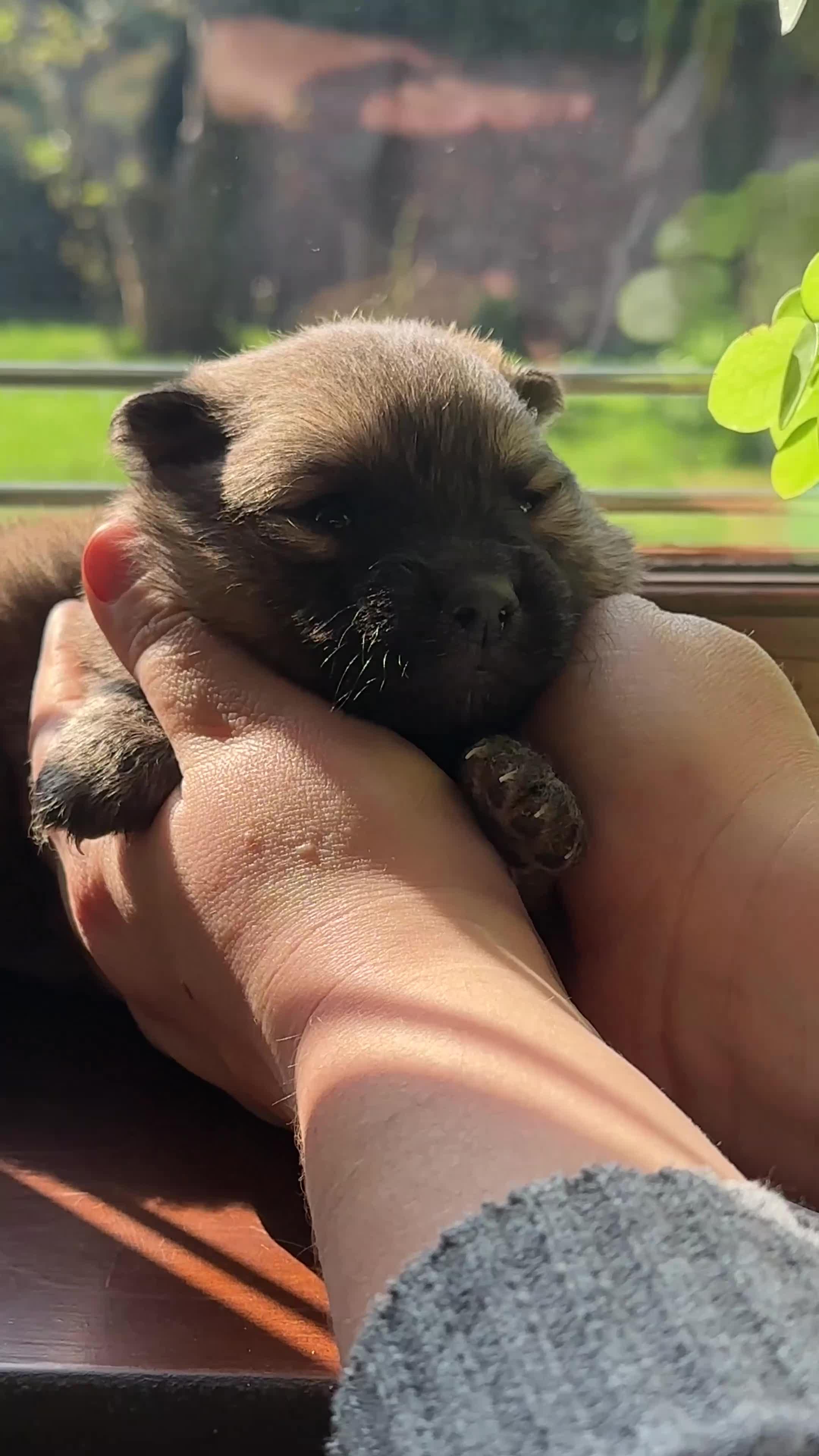 Pomeranian dogs for sale: Pomeranian Puppies for sale in Hartlepool - Video 2