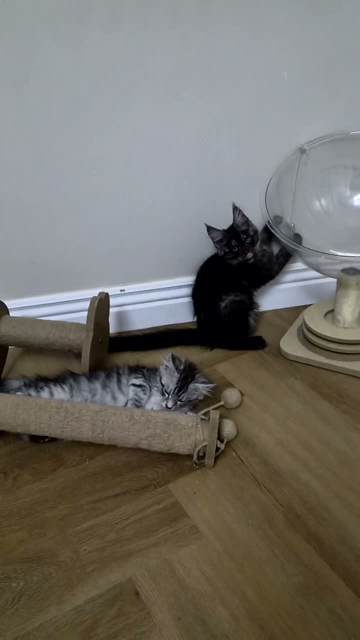 Maine Coon cats for sale: PROUDLY LICENSED, FULLY REGISTERED CATTERY!!  - Video 1