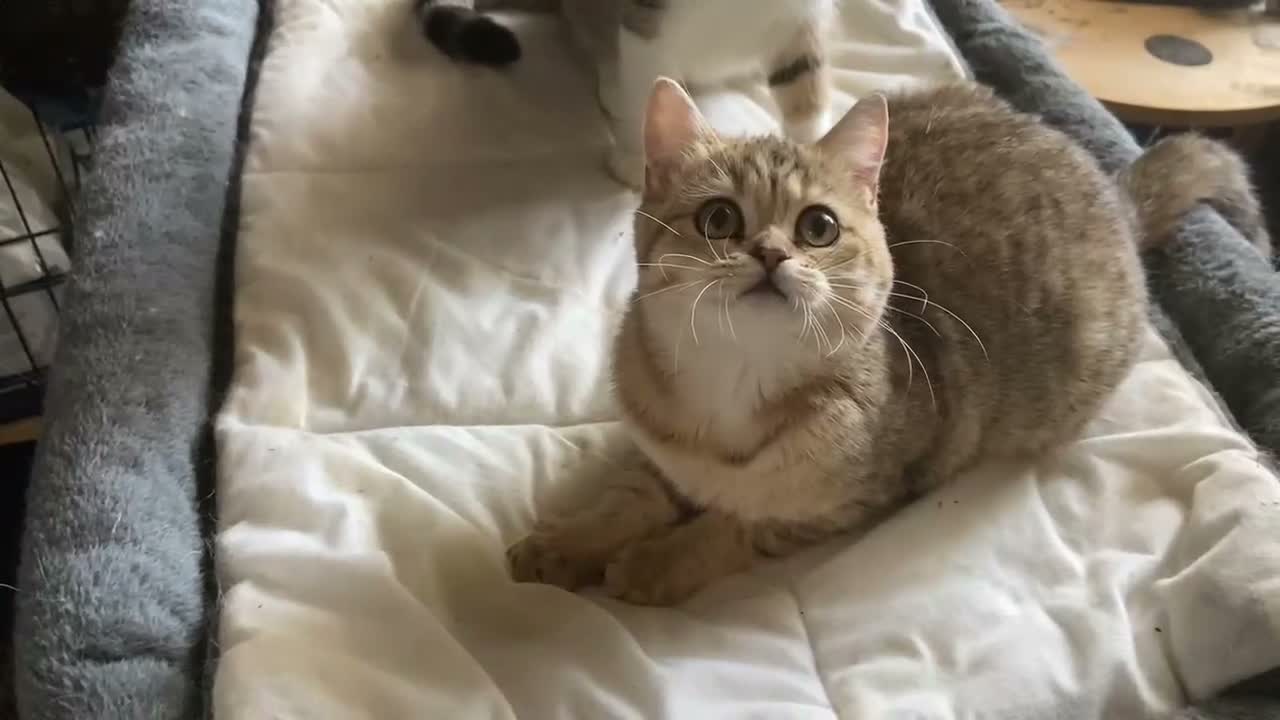 British Shorthair cats for sale: Full Pedigree British short hair kittens  - Video 1
