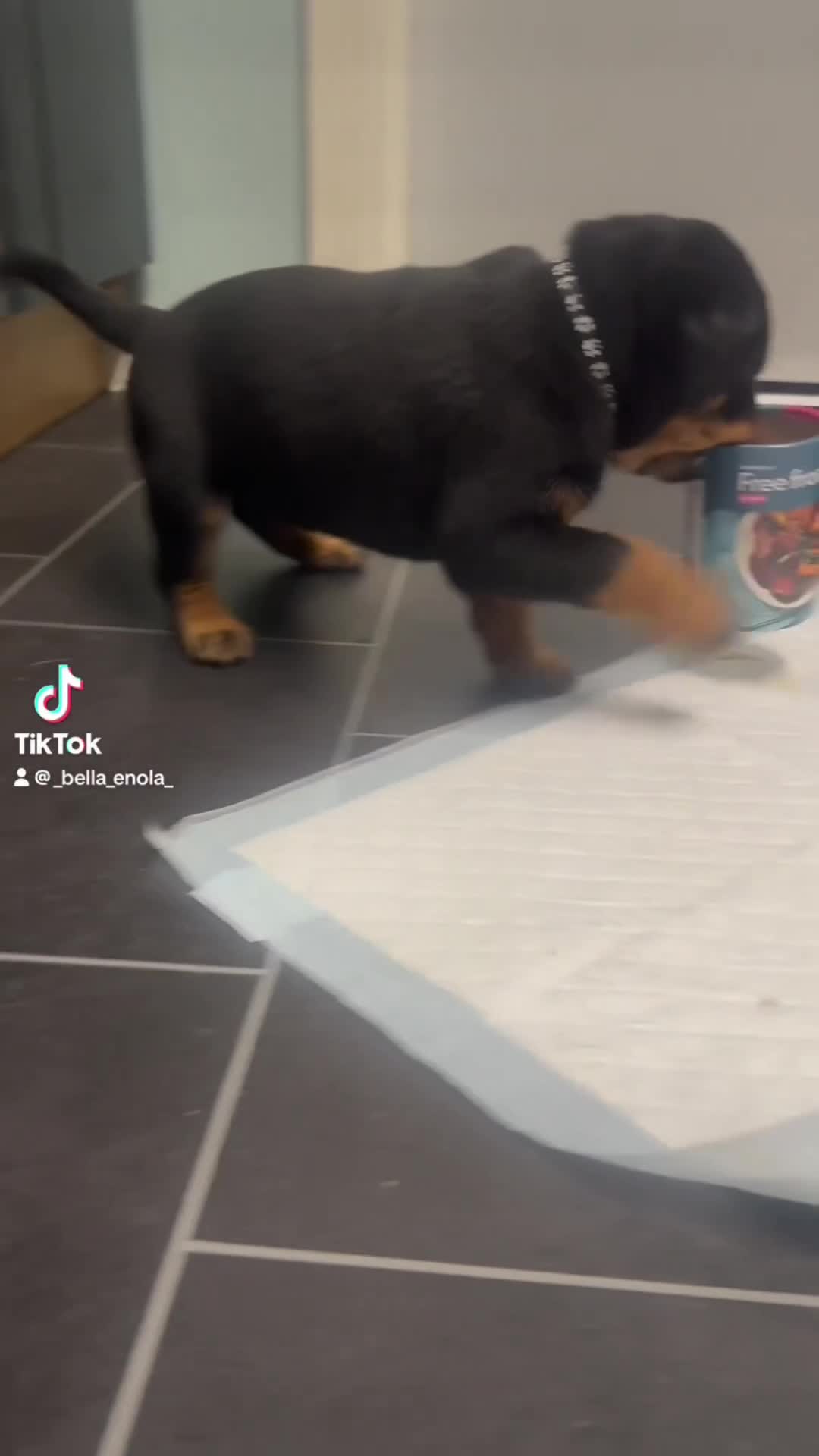 Rottweiler dogs for sale:  adorable Rottweiler puppy - Video 2