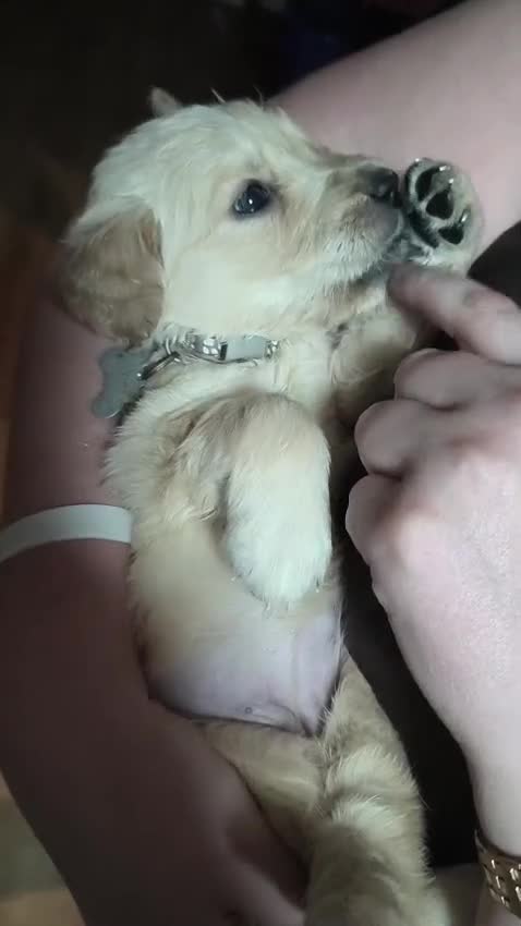 Golden Retriever dogs for sale: Fully Health tested Golden Retriever Pups - Video 1