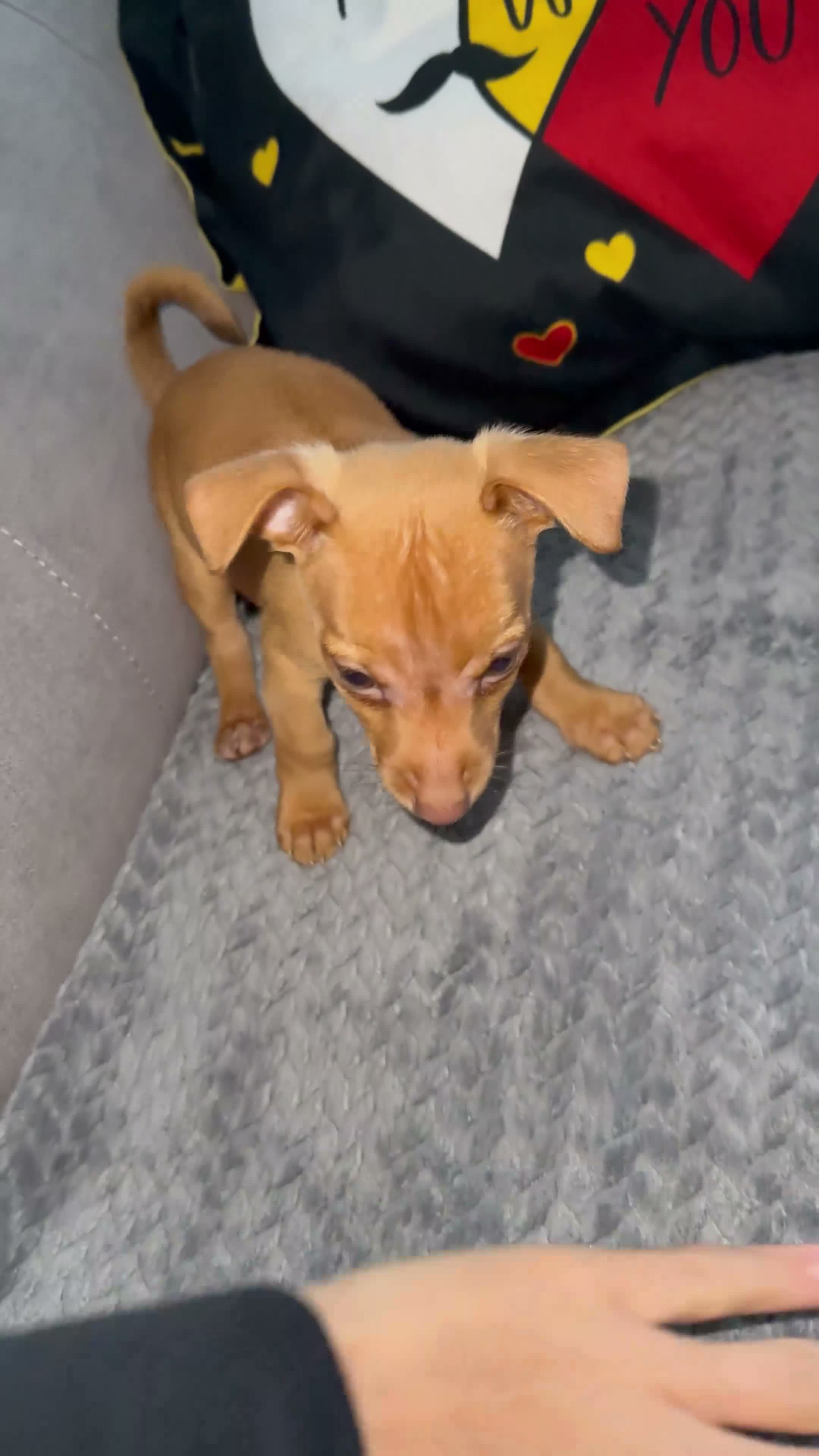 Jack Russell dogs for stud: 🐾 Miniature Jack Russell Male – Stud Available 🐾 - Video 2