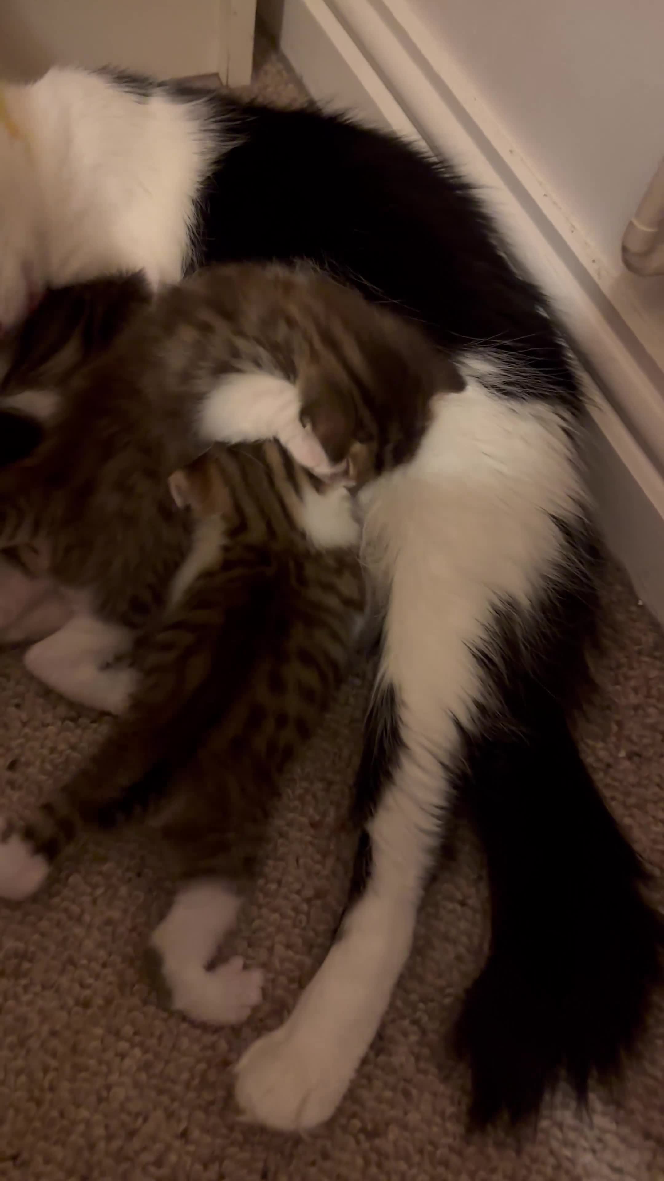 Mixed Breed cats for sale: 🐾 Fluffy Mixed Bengal Kittens - Video 2