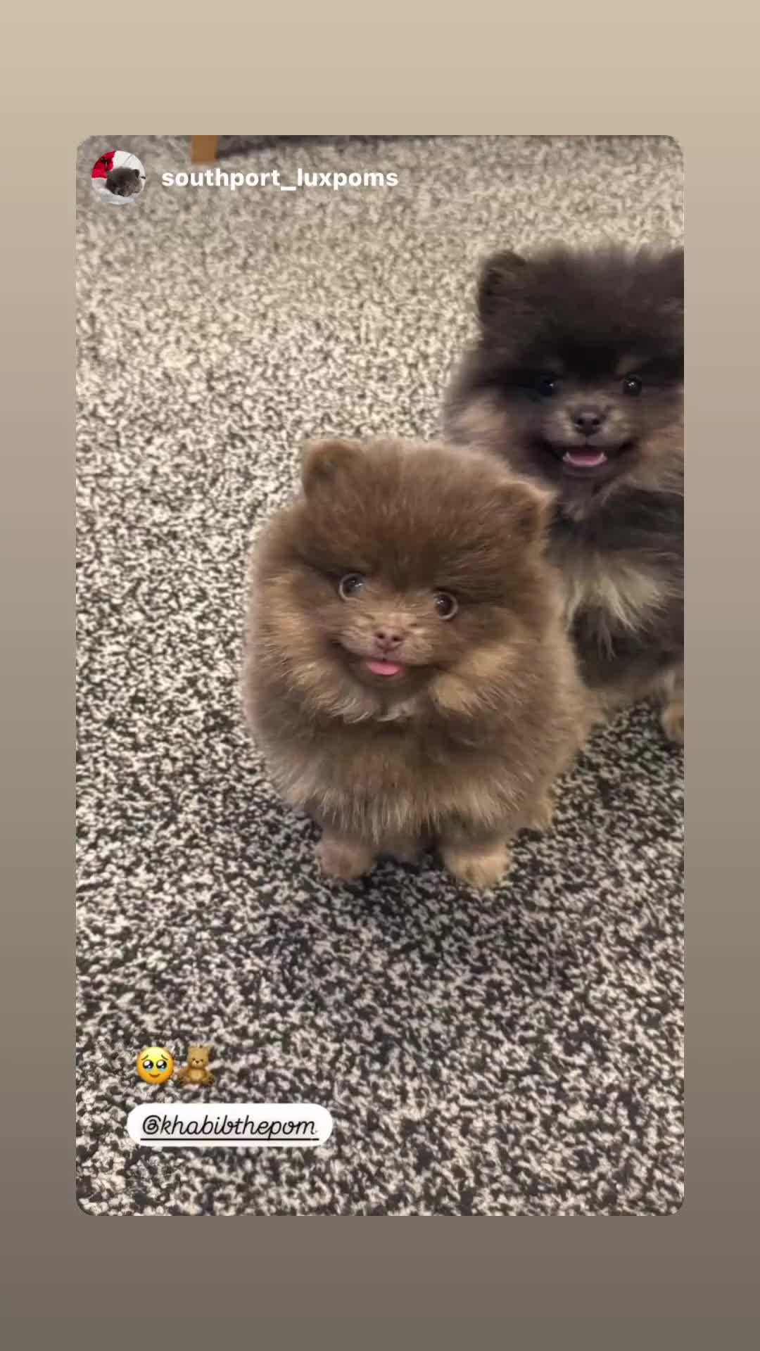 Pomeranian dogs for stud: Khabib the Pom open for stud - Video 1