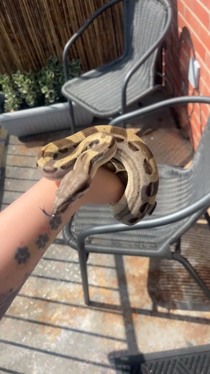 Boa Snake reptiles for sale: Boa constrictor for sale - Video 1