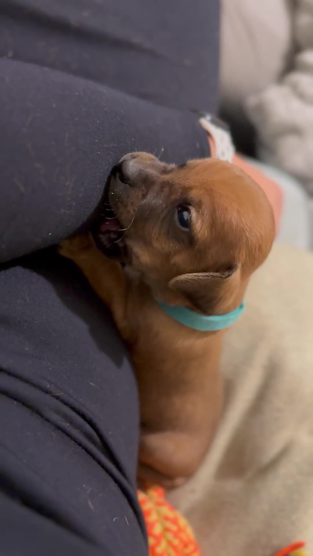 Mixed Breed dogs for sale: 🐾🤎 Adorable Dachshund Cross Puppies  - Video 1