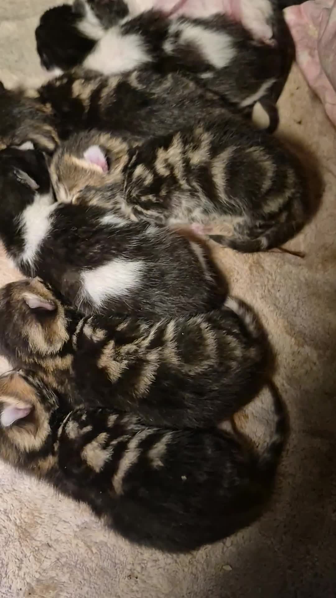 Mixed Breed cats for sale: Kittens for sale in London - Video 1