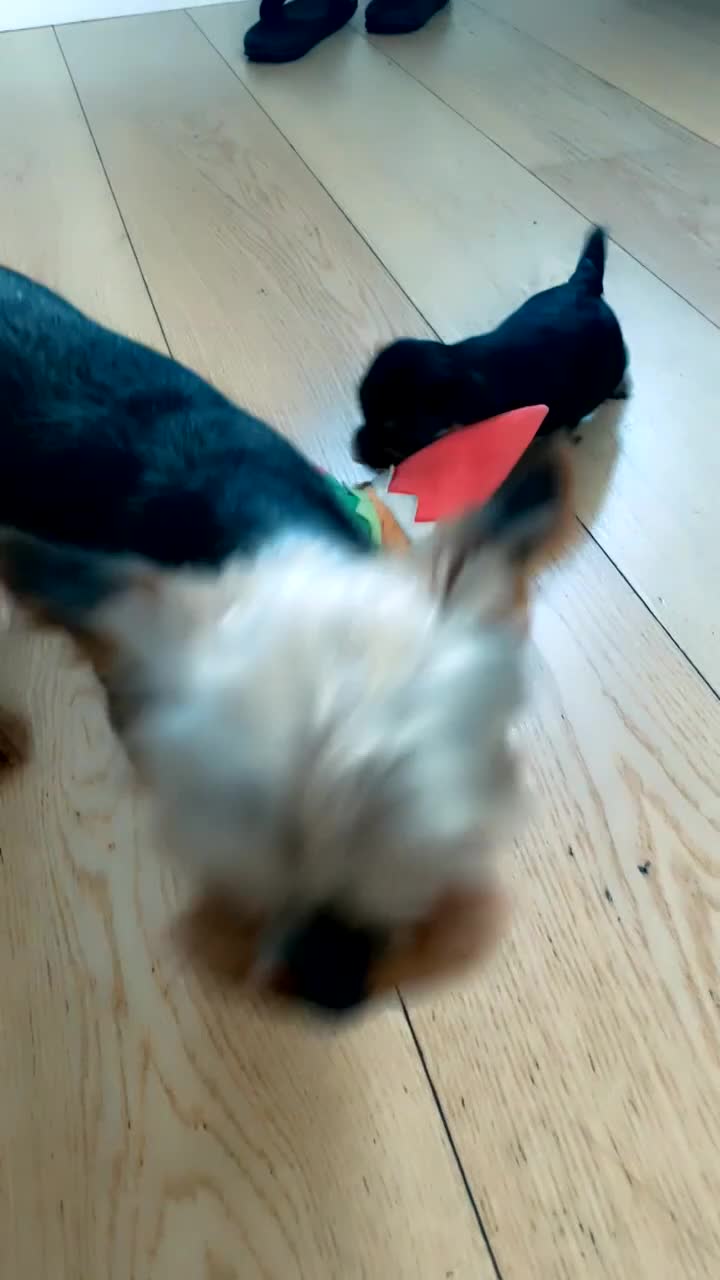 Yorkshire Terrier dogs for sale: Mini toy  Yorkshire Terrier's  - Video 3