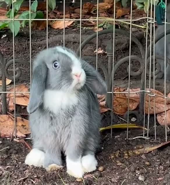 Mini Lop rabbits for sale: PureBred MiniLop Bunnies in London   - Video 1