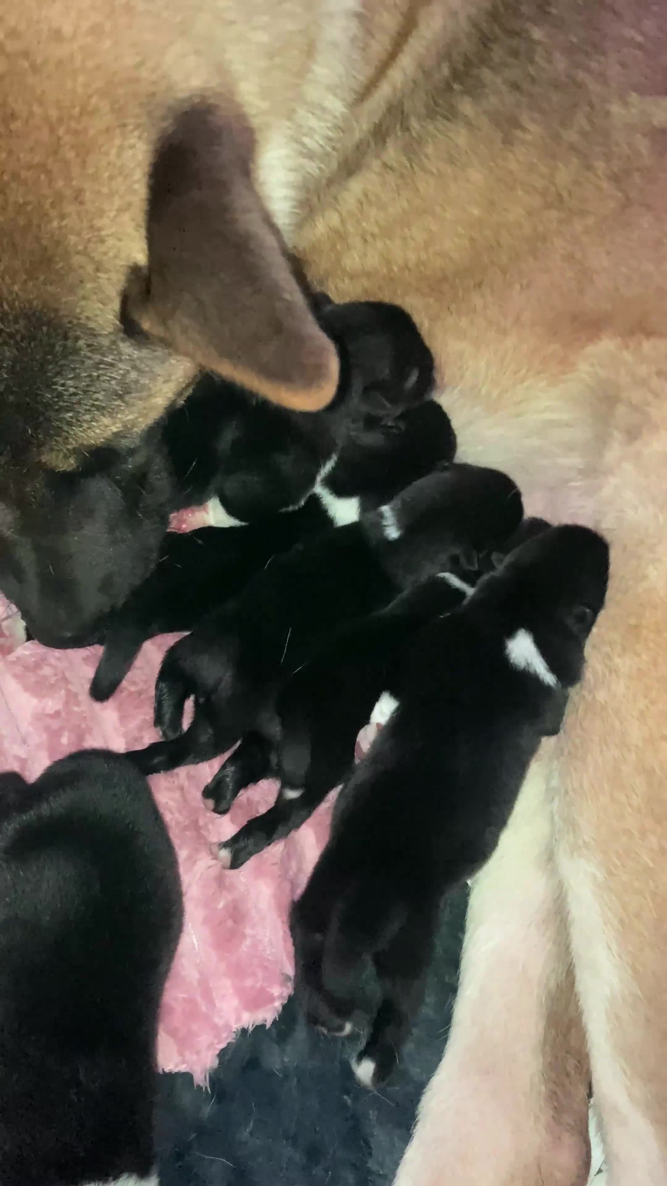 Akita dogs for sale: Akita puppies  - Video 3