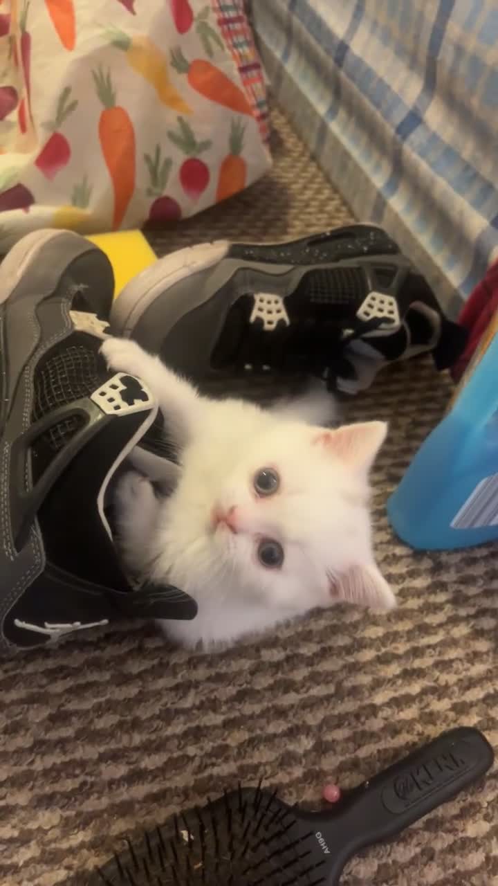 British Shorthair cats for sale: Kitten for sale  - Video 4