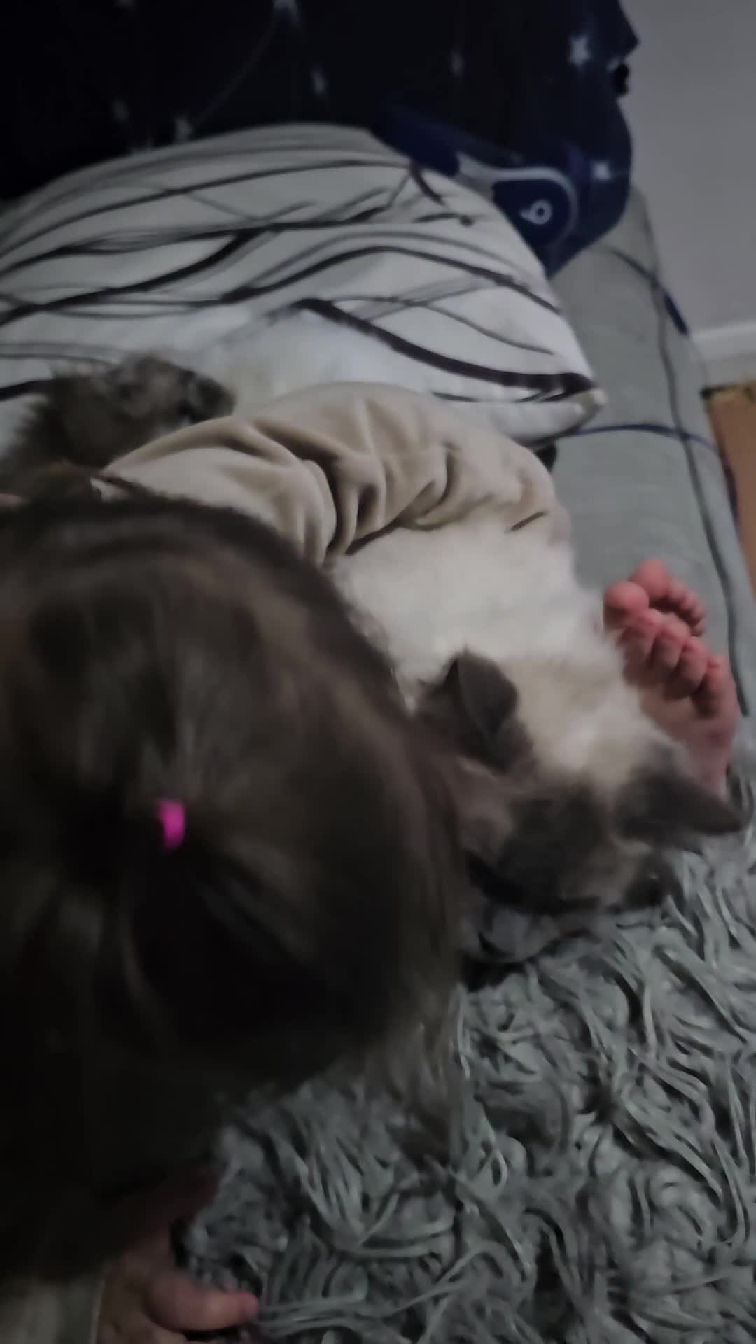 Ragdoll cats for sale:  beautiful Ragdoll cat - Video 1