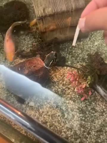 Terrapin reptiles for sale: Terrapin Turtles for Sale–Healthy, Active and fun - Video 2