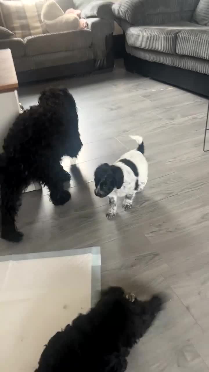 Mixed Breed dogs for sale: Cockalier-poo READY TO LEAVE  - Video 5