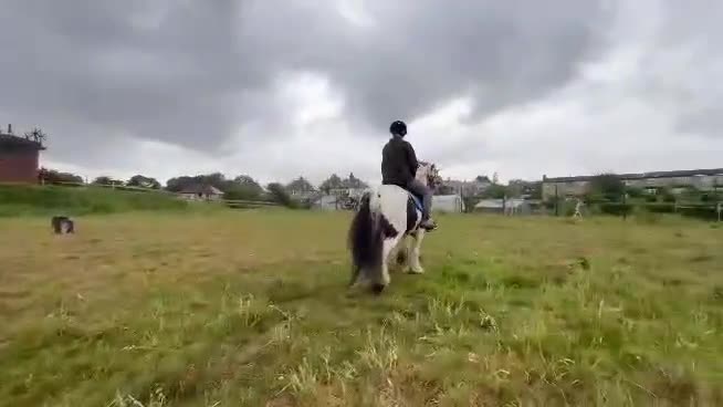 Irish Cob horses for sale: 13.2 cob gelding  in Bradford - Video 3